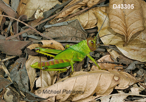 Giant Violet-winged Grasshopper (Tropidacris collaris)